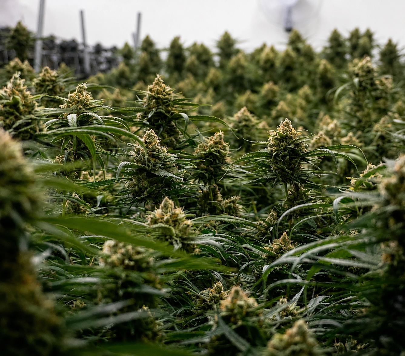 Green Therapeutics indoor flowering garden